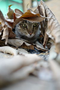 Close-up portrait of a cat