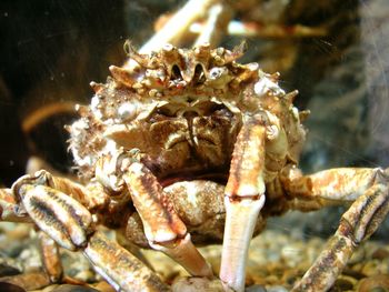 Close-up of crab in water