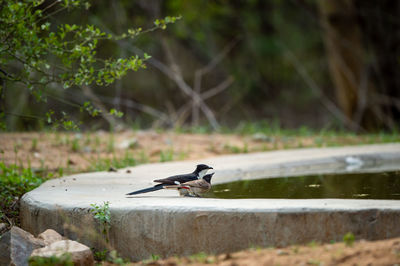 Bird perching on a lake