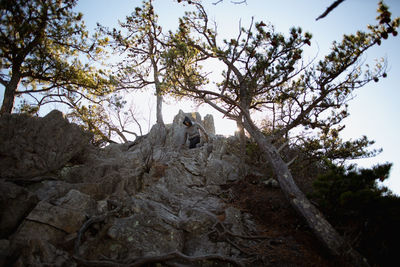 Low angle view of trees by rocks in forest against sky