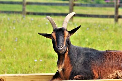 Close-up of goat  on wood structure in field
