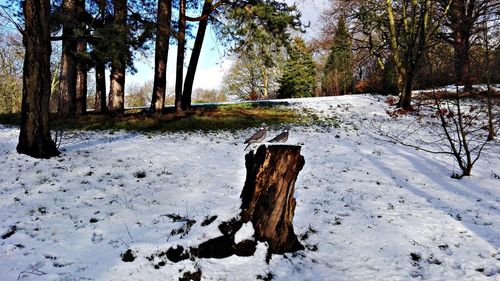 Trees on snow covered field during winter