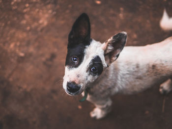 High angle portrait of dog standing outdoors