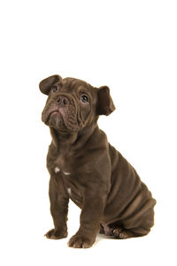 Close-up of a dog over white background