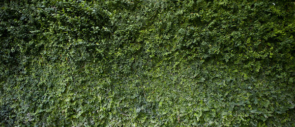 Full frame shot of moss growing on tree trunk