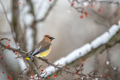 Bird perching on branch