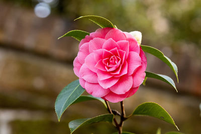 Close-up of pink rose