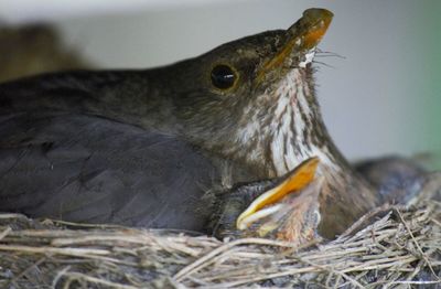 Close-up of bird