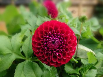 Close-up of red flower