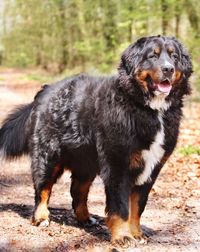 Black dog standing on field