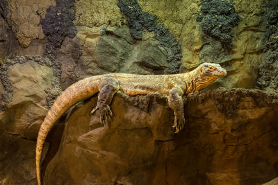 View of lizard on rock