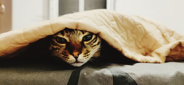 Close-up portrait of a cat