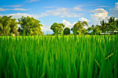 Ricefield view