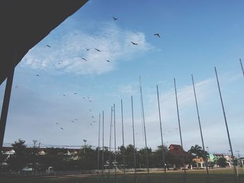 Low angle view of birds against sky