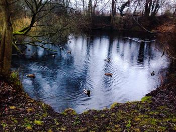 Reflection of trees in water