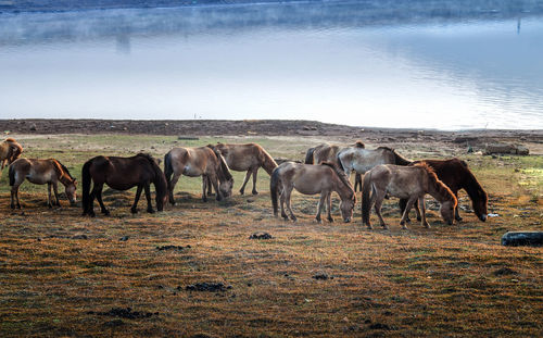 Horses standing in a field