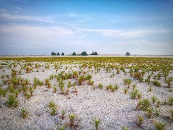 Scenic view of field against sky