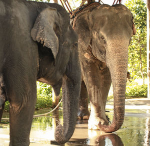 View of elephant in zoo