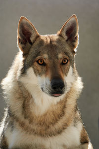 Portrait of clever young male of czechoslovakian wolfdog
