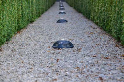 View of crab on road