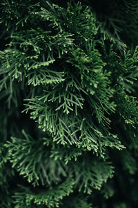 Bright green fresh coniferous plant growing in nature. natural vertical background