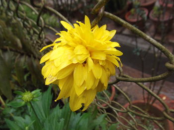 Close-up of yellow flower blooming outdoors