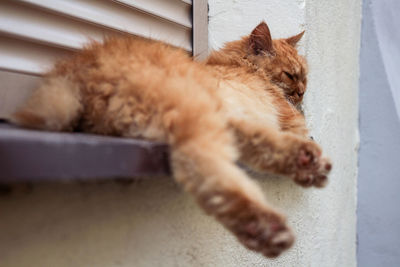 Close-up of cat lying on window sill