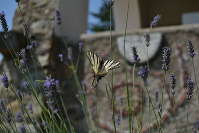 Close-up of butterfly pollinating on purple flower