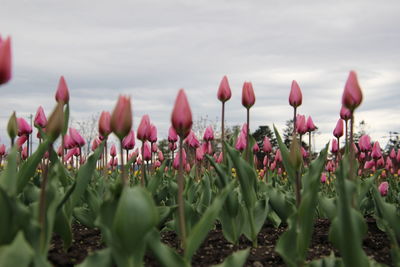 Close-up of pink tulips on field against sky