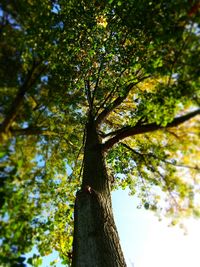 Low angle view of tree