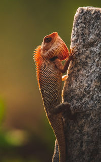 Close-up of a lizard on rock