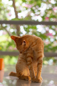View of a cat looking away