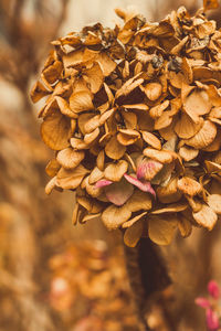 Close-up of wilted flower