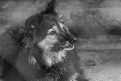 Close-up of dog looking away