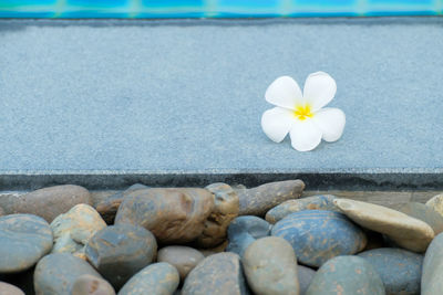 Close-up of pebbles on rock