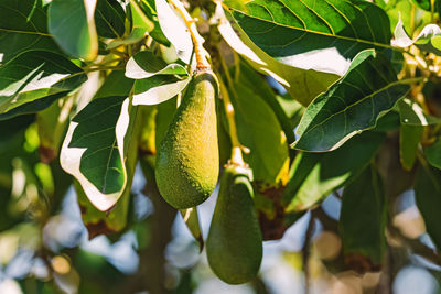 Green avocados on the tree close-up