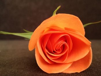 Close-up of orange rose