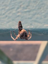 Close-up of spider on the beach