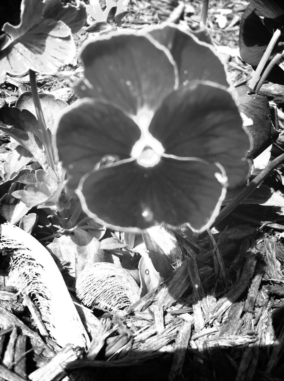 freshness, flower, growth, high angle view, plant, leaf, close-up, food and drink, abundance, nature, outdoors, day, fragility, vegetable, for sale, food, field, large group of objects, beauty in nature, petal