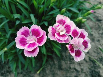 Close-up of flowers blooming outdoors