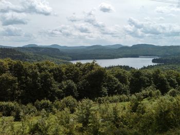 Scenic view of forest against sky