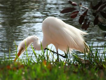 Close-up of swan in lake