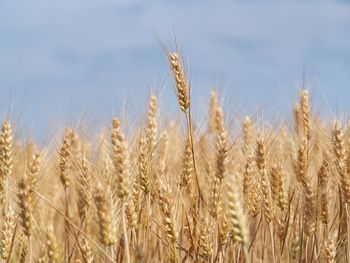 Close-up of wheat growing on field against sky