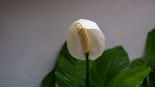 Close-up of white peace lily flower plant