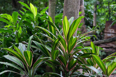 Close-up of fresh green plant