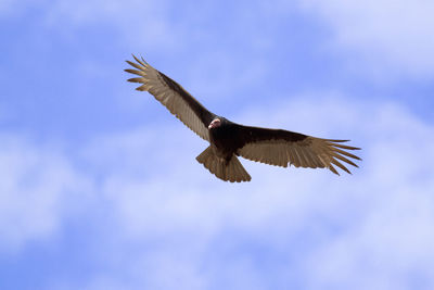 Low angle view of eagle flying in sky