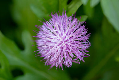 Close-up of purple thistle flower