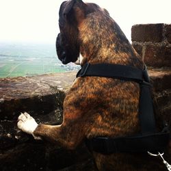 Close-up of dog sitting outdoors