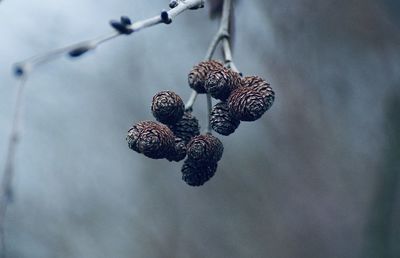 Close-up of pine cone