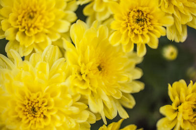 Close-up of yellow flowering plant